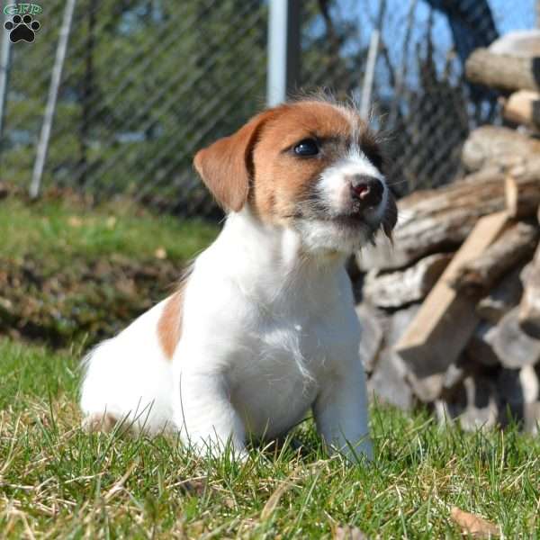 Dallas, Jack Russell Terrier Puppy